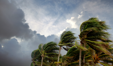 Protecting Your Firm from The Next 'Grey Swan'